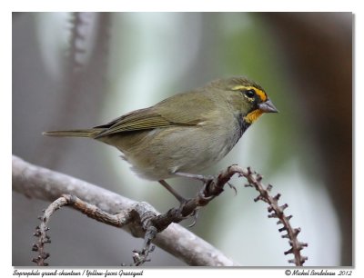 Soprophile grand-chanteurYellow-faced Grassquit