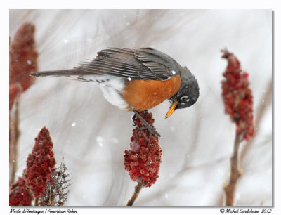 Merle d'AmériqueAmerican Robin