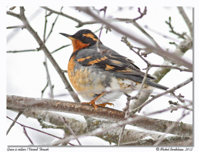 Grive  collierVaried Thrush