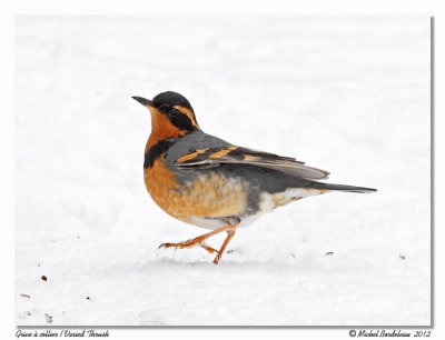 Grive  collierVaried Thrush