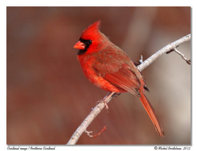 Cardinal rouge  Northern Cardinal