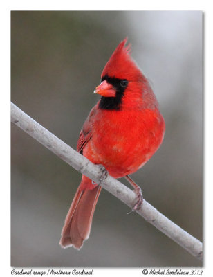 Cardinal rouge  Northern Cardinal