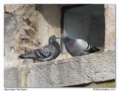 Pigeons bisetRock Pigeons