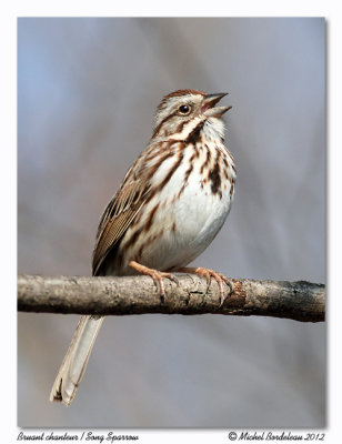 Bruant chanteurSong Sparrow