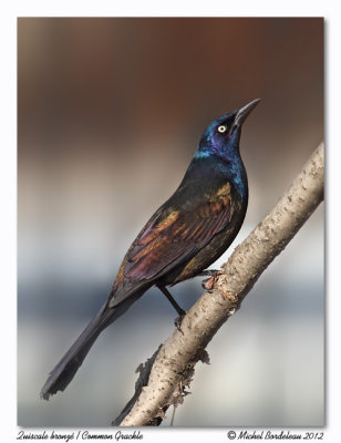 Quiscale bronz  Common Grackle