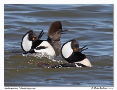 Harles couronnsHooded Mergansers