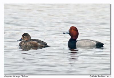 Fuligule  tte rouge - Redhead