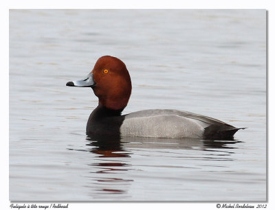 Fuligule  tte rouge - Redhead