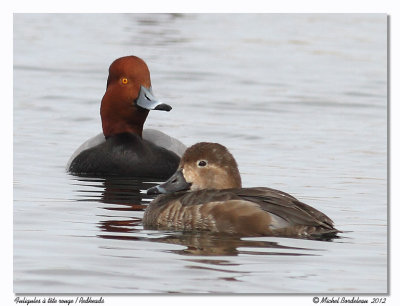 Fuligule  tte rouge - Redhead