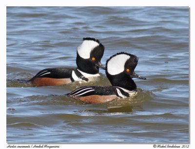 Harles couronns  Hooded Mergansers