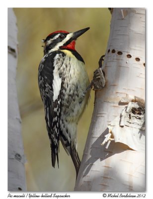 Pic maculYellow-bellied Sapsucker