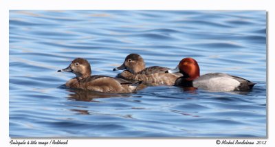 Fuligule  tte rouge - Redhead