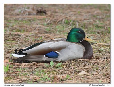 Canard colvert  Mallard