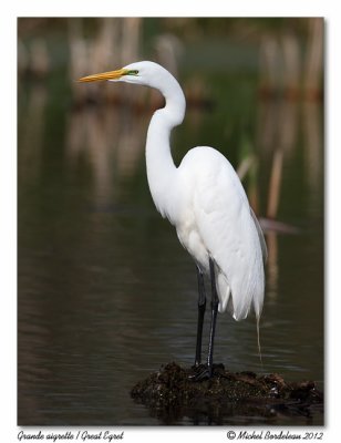 Grande Aigrette  Great Egret