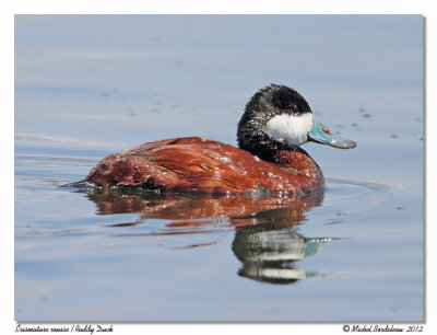 Érismature rousse - Ruddy duck