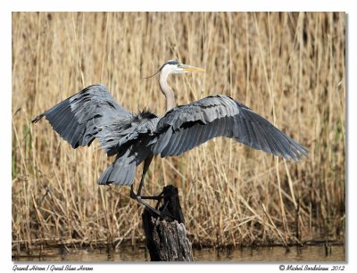 Grand Hron  Great Blue Heron