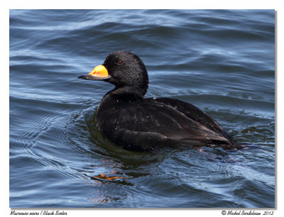 Macreuse noire Black Scoter