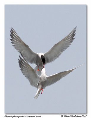 Sternes pierregarins<br>Common Terns