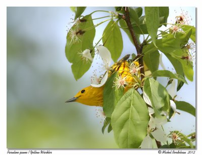 Paruline jauneYellow Warbler