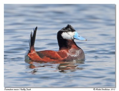 rismature rousse  Ruddy duck