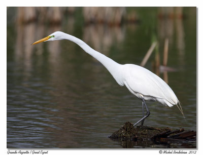 Grande Aigrette  Great Egret