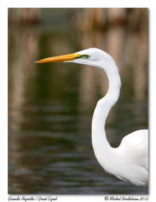 Grande Aigrette  Great Egret