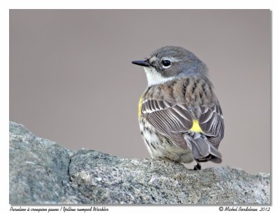 Paruline  croupion jaune  Yellow-rumped Warbler