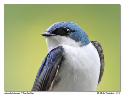 Hirondelle bicoloreTree Swallow