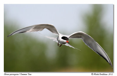 Sterne pierregarin  Common Tern