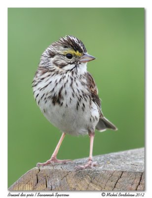 Bruant des prs  Savannah Sparrow