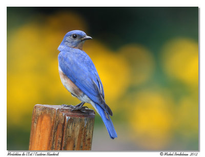 Merlebleu de l'EstEastern Bluebird