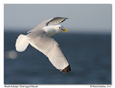 Mouette tridactyle  Black-legged Kittiwake