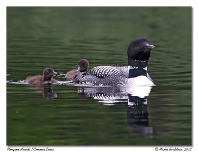Plongeons Huards  Common Loons