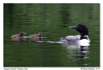 Plongeons huardsCommon Loons