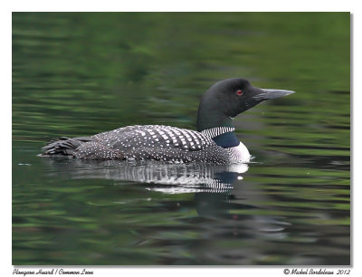 Plongeon Huard  Common Loon