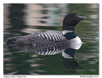 Plongeon Huard  Common Loon