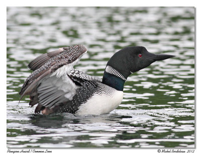 Plongeon Huard  Common Loon