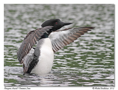Plongeon Huard  Common Loon