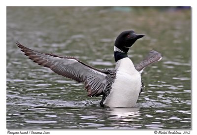 Plongeon Huard  Common Loon