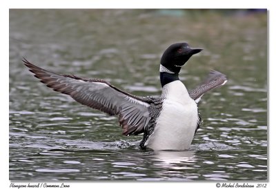 Plongeon Huard <br> Common Loon