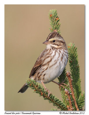 Bruant des présSavannah Sparrow