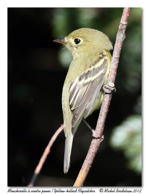 Moucherolle  ventre jauneYellow-bellied Flycatcher