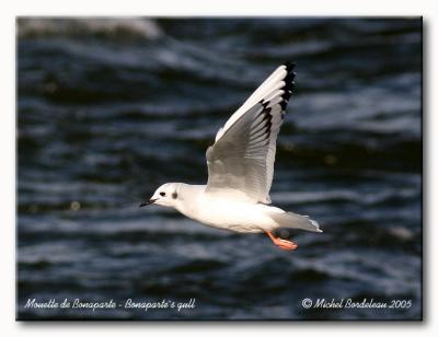 Mouette de Bonaparte - Bonaparte's gull