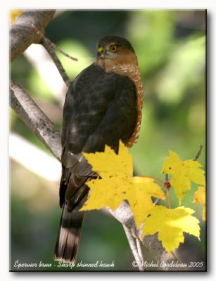pervier brun - Sharp shinned hawk