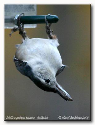 Sitelle  poitrine blanche - Nuthatch