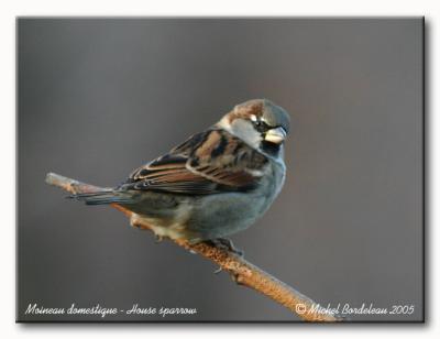 Moineau domestique - House sparrow