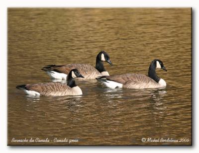 Bernache du Canada - Canada goose