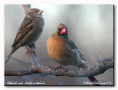 Cardinal rouge - Northern cardinal