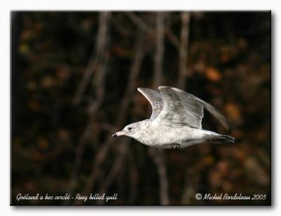 Goland  bec cercl - ring billed gull