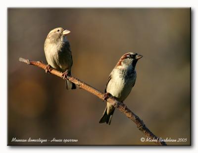 Moineau domestique - House sparrow